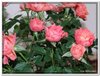 dscf1903