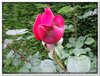 bloem00144