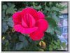 bloem00269