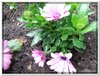 bloem00462