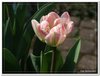 bloem00048