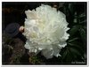 bloem00494