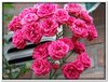 bloem00014