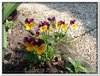 bloem00050