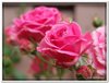 bloem00597