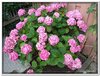 bloem00291