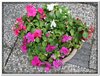 bloem00211