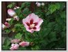 bloem00019