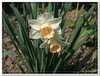 bloem00358