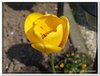 bloem00346