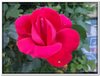 bloem00268