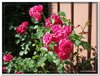 bloem00235