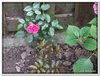 bloem00022
