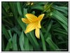 bloem00097
