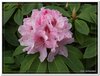 bloem00096