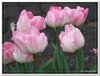 bloem00388