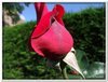 bloem00479