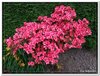 bloem00107
