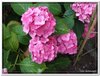 bloem00601