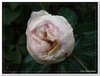 bloem00153