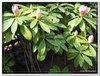 bloem00088