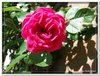 bloem00165
