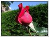 bloem00480