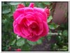 bloem00512
