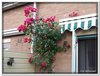 bloem00260