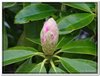 bloem00384