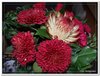bloem00422