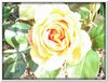 bloem00231