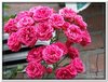 bloem00015