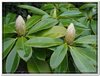 bloem00386