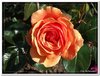 bloem00232