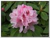bloem00399