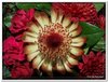 bloem00423