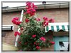 bloem00216