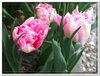 dscf2934