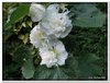 bloem00271