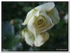 bloem00248