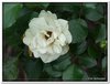 bloem00026