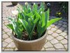 bloem00049