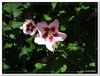 bloem00037