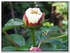bloem00113