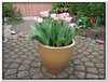 bloem00066