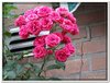 bloem00321