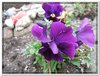 bloem00460