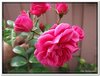 bloem00205