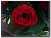bloem00136
